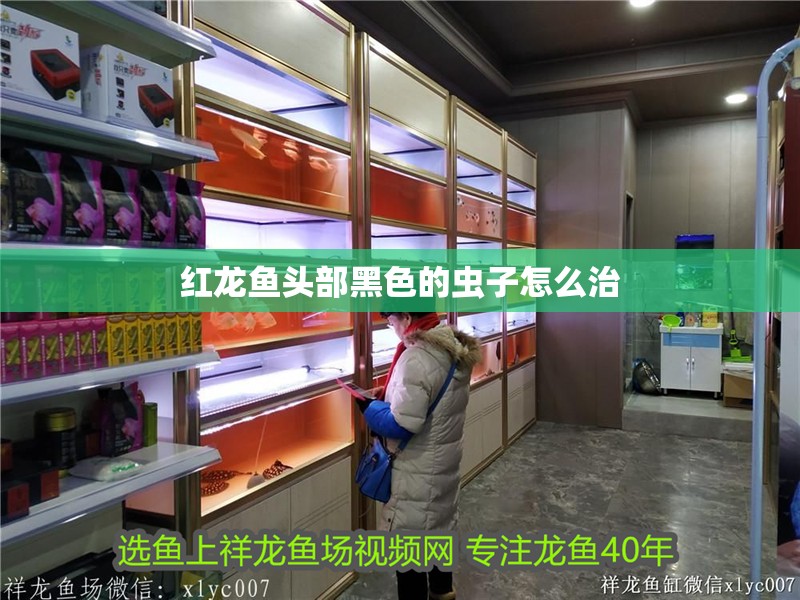 紅龍魚頭部黑色的蟲子怎么治