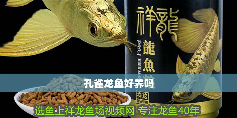 孔雀龍魚好養嗎
