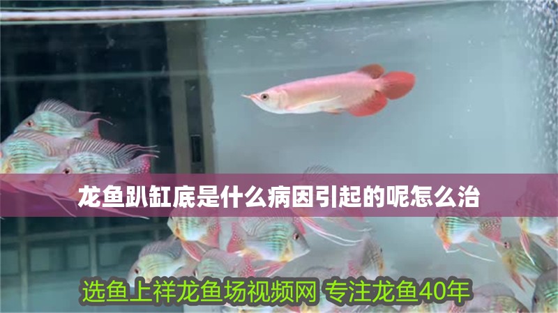 龍魚趴缸底是什么病因引起的呢怎么治 龍魚趴缸底是什么病因引起的呢怎么治 龍魚百科 第2張