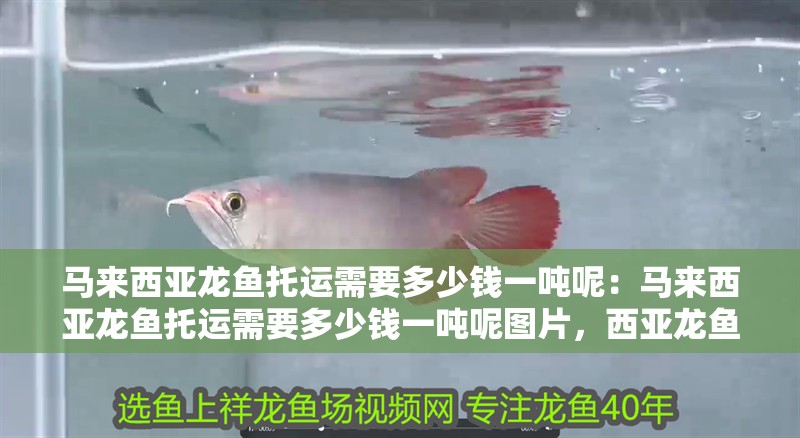 馬來西亞龍魚托運需要多少錢一噸呢：馬來西亞龍魚托運需要多少錢一噸呢圖片，西亞龍魚托運每噸費用解析及參考