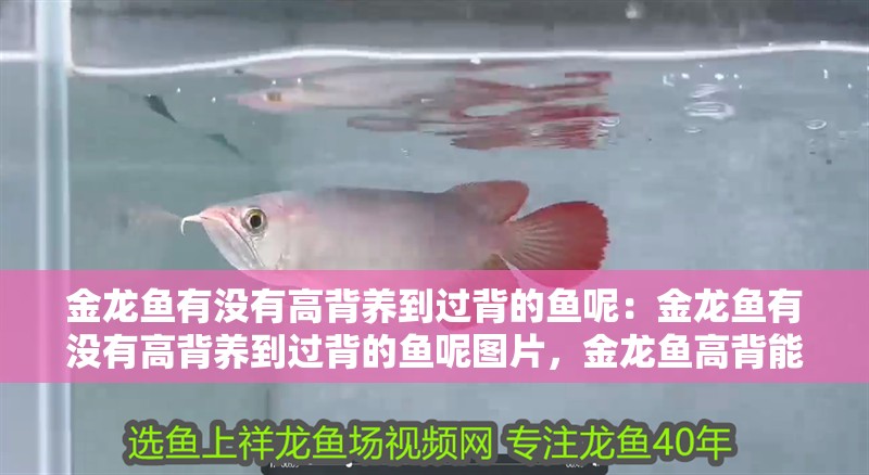 金龍魚有沒有高背養到過背的魚呢：金龍魚有沒有高背養到過背的魚呢圖片，金龍魚高背能否養至過背？附相關圖片