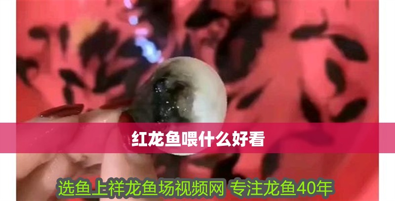 紅龍魚喂什么好看