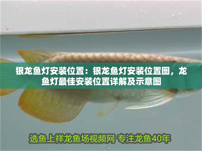 銀龍魚燈安裝位置:銀龍魚燈安裝位置圖,龍魚燈最佳安裝位置詳解及示意圖 水族問答 銀龍魚燈安裝位置:銀龍魚燈安裝位置圖,龍魚燈最佳安裝位置詳解及示意圖 銀龍魚燈安裝位置:銀龍魚燈安裝位置圖,龍魚燈最佳安裝位置詳解及示意圖 水族問答