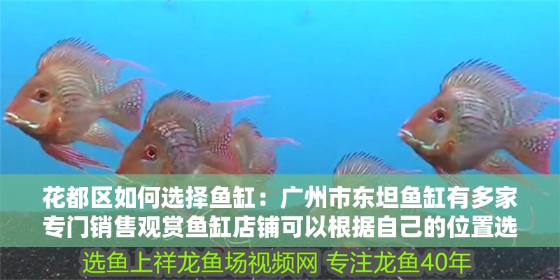 花都區(qū)如何選擇魚缸：廣州市東坦魚缸有多家專門銷售觀賞魚缸店鋪可以根據(jù)自己的位置選擇 花都區(qū)如何選擇魚缸：廣州市東坦魚缸有多家專門銷售觀賞魚缸店鋪可以根據(jù)自己的位置選擇 魚缸百科