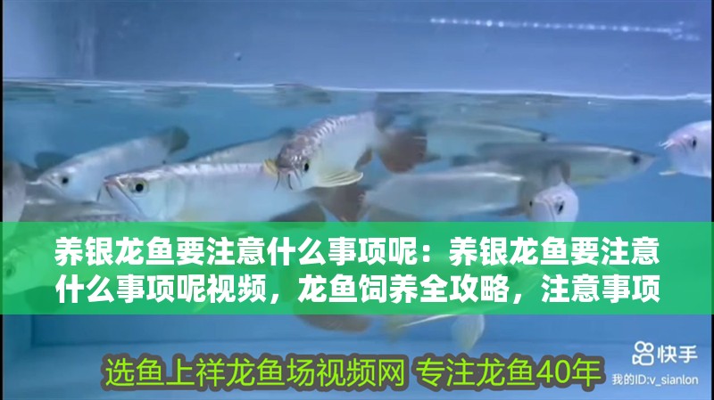 養銀龍魚要注意什么事項呢：養銀龍魚要注意什么事項呢視頻，龍魚飼養全攻略，注意事項與視頻