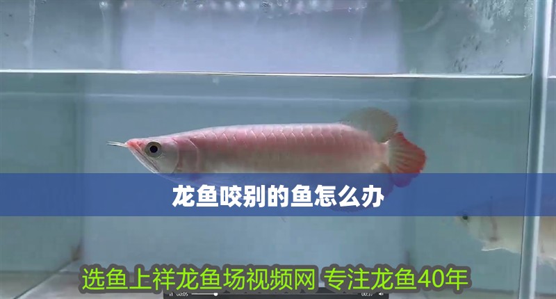 龍魚咬別的魚怎么辦