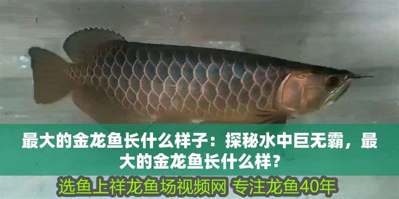 最大的金龍魚長什么樣子：探秘水中巨無霸，最大的金龍魚長什么樣？