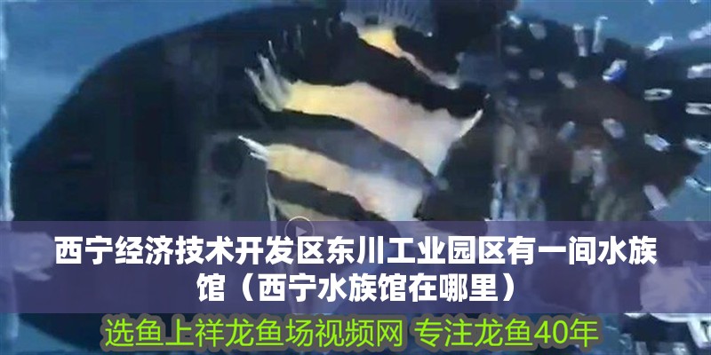 西寧經(jīng)濟技術(shù)開發(fā)區(qū)東川工業(yè)園區(qū)有一間水族館（西寧水族館在哪里） 西寧經(jīng)濟技術(shù)開發(fā)區(qū)東川工業(yè)園區(qū)有一間水族館（西寧水族館在哪里） 全國水族館企業(yè)名錄 第2張