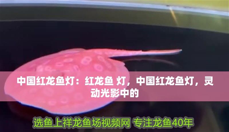 中國紅龍魚燈：紅龍魚 燈，中國紅龍魚燈，靈動光影中的 中國紅龍魚燈：紅龍魚 燈，中國紅龍魚燈，靈動光影中的 水族問答