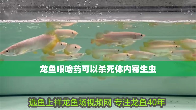 龍魚喂啥藥可以殺死體內寄生蟲