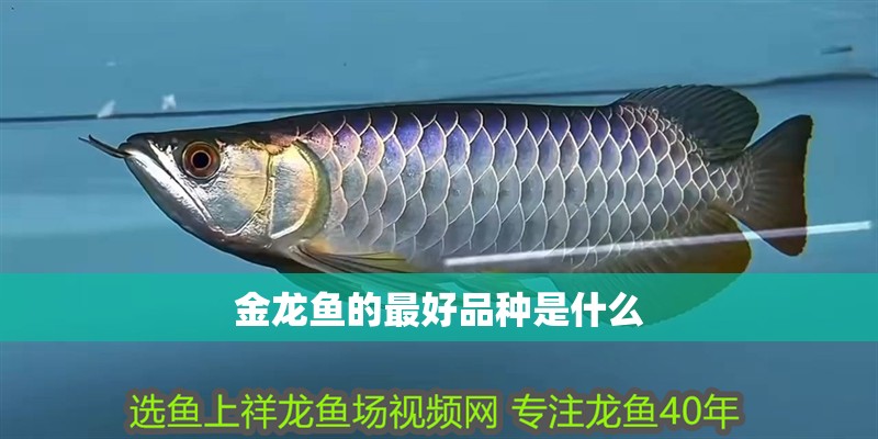 金龍魚的最好品種是什么