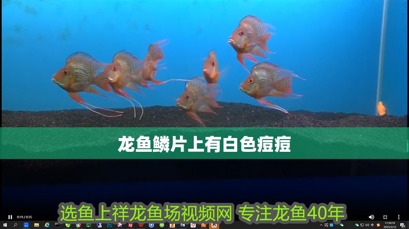 龍魚鱗片上有白色痘痘 龍魚百科 第4張 龍魚鱗片上有白色痘痘 龍魚鱗片上有白色痘痘 龍魚百科 第4張