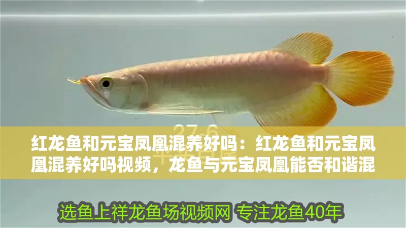 紅龍魚和元寶鳳凰混養(yǎng)好嗎：紅龍魚和元寶鳳凰混養(yǎng)好嗎視頻，龍魚與元寶鳳凰能否和諧混養(yǎng)？視頻解析混養(yǎng)