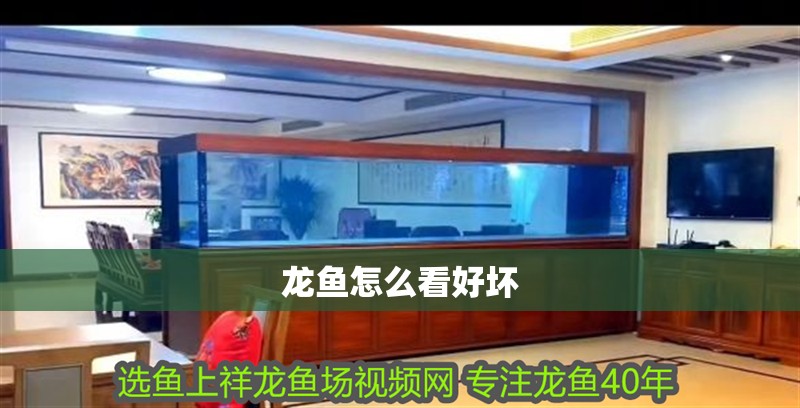 龍魚(yú)怎么看好壞