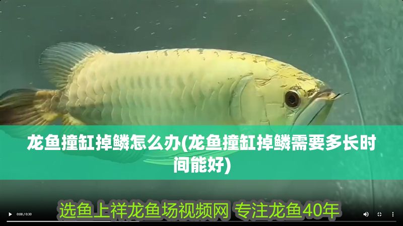 龍魚撞缸掉鱗怎么辦(龍魚撞缸掉鱗需要多長時間能好)