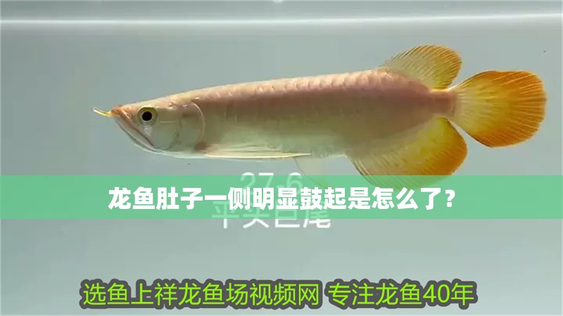 龍魚肚子一側(cè)明顯鼓起是怎么了？