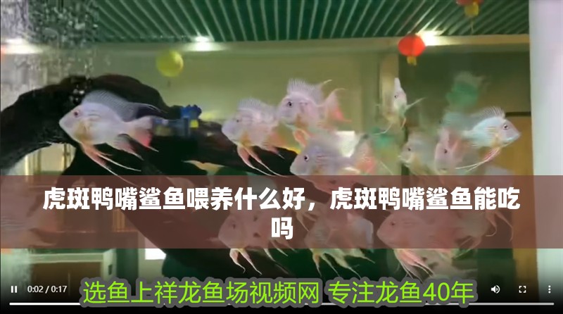 虎斑鴨嘴鯊魚喂養什么好，虎斑鴨嘴鯊魚能吃嗎 虎斑鴨嘴鯊魚喂養什么好，虎斑鴨嘴鯊魚能吃嗎 虎魚百科