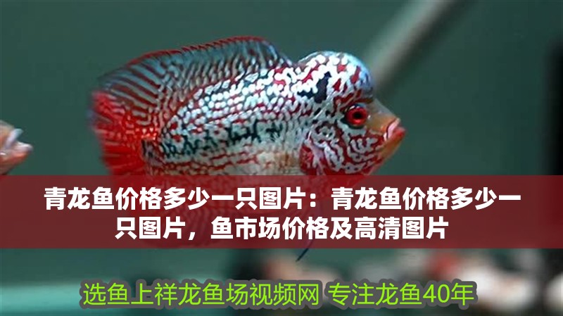 青龍魚價格多少一只圖片：青龍魚價格多少一只圖片，魚市場價格及高清圖片