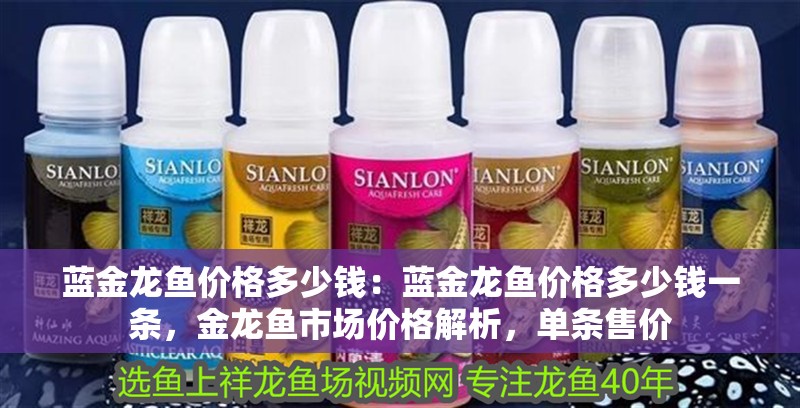 藍金龍魚價格多少錢：藍金龍魚價格多少錢一條，金龍魚市場價格解析，單條售價