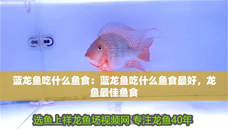 藍龍魚吃什么魚食：藍龍魚吃什么魚食最好，龍魚最佳魚食