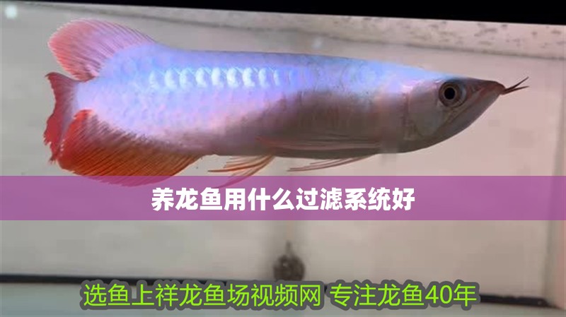 養(yǎng)龍魚用什么過濾系統(tǒng)好 養(yǎng)龍魚用什么過濾系統(tǒng)好 龍魚百科 第4張