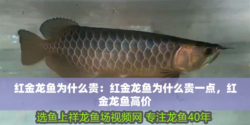 紅金龍魚為什么貴：紅金龍魚為什么貴一點，紅金龍魚高價