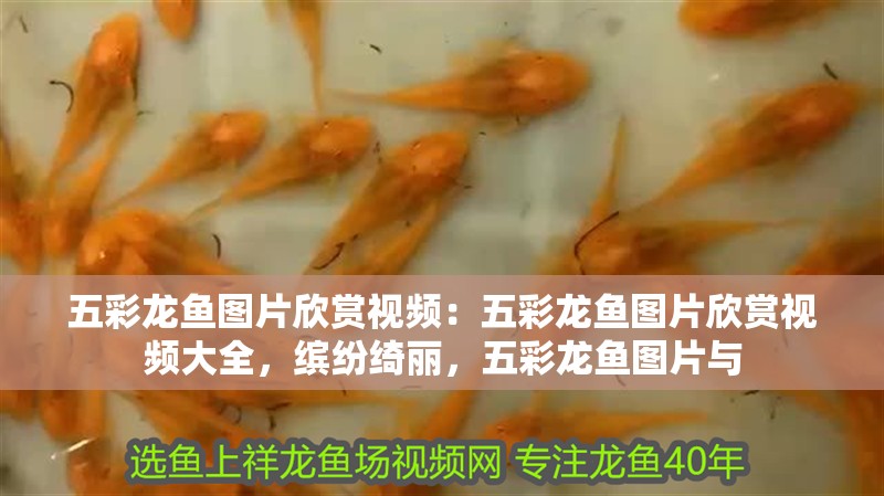 五彩龍魚圖片欣賞視頻：五彩龍魚圖片欣賞視頻大全，繽紛綺麗，五彩龍魚圖片與