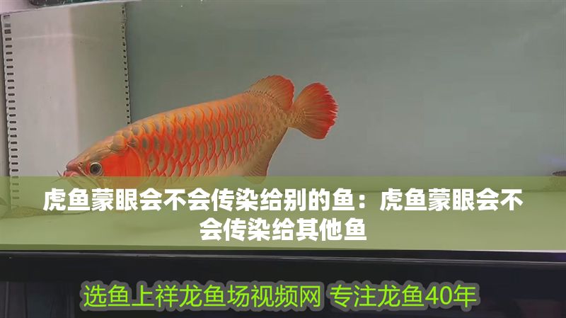 虎魚蒙眼會不會傳染給別的魚:虎魚蒙眼會不會傳染給其他魚