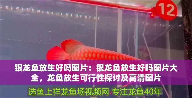 銀龍魚放生好嗎圖片：銀龍魚放生好嗎圖片大全，龍魚放生可行性探討及高清圖片 銀龍魚放生好嗎圖片：銀龍魚放生好嗎圖片大全，龍魚放生可行性探討及高清圖片 水族問答