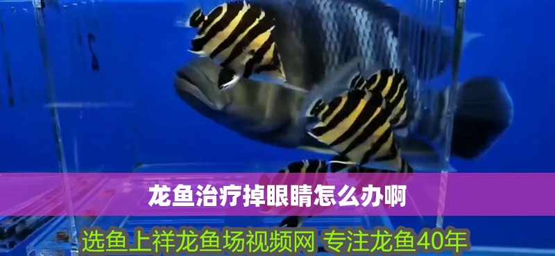 龍魚治療掉眼睛怎么辦啊 龍魚百科 第4張 龍魚治療掉眼睛怎么辦啊 龍魚治療掉眼睛怎么辦啊 龍魚百科 第4張
