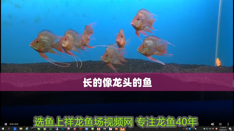 長的像龍頭的魚