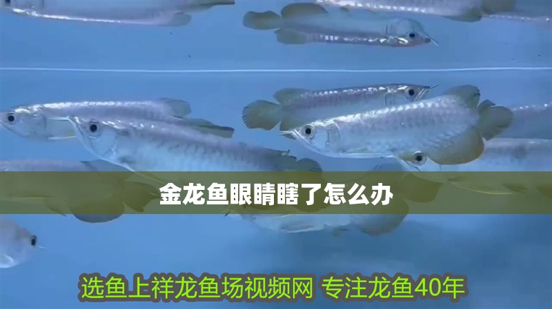 金龍魚眼睛瞎了怎么辦
