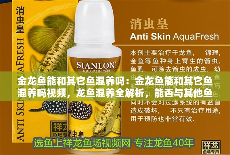 金龍魚能和其它魚混養(yǎng)嗎：金龍魚能和其它魚混養(yǎng)嗎視頻，龍魚混養(yǎng)全解析，能否與其他魚類共處一缸