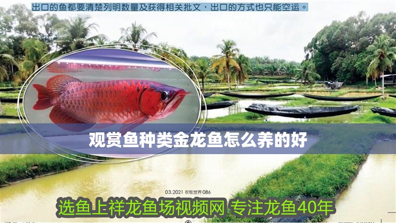 觀賞魚種類金龍魚怎么養(yǎng)的好