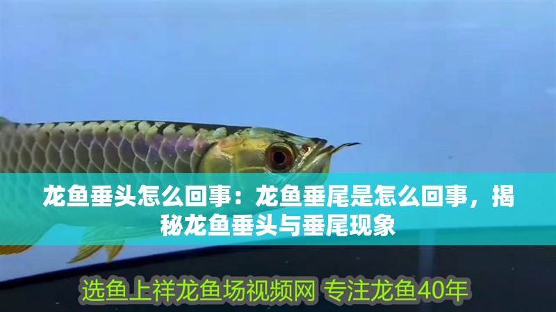 龍魚垂頭怎么回事：龍魚垂尾是怎么回事，揭秘龍魚垂頭與垂尾現(xiàn)象 龍魚垂頭怎么回事：龍魚垂尾是怎么回事，揭秘龍魚垂頭與垂尾現(xiàn)象 水族問答