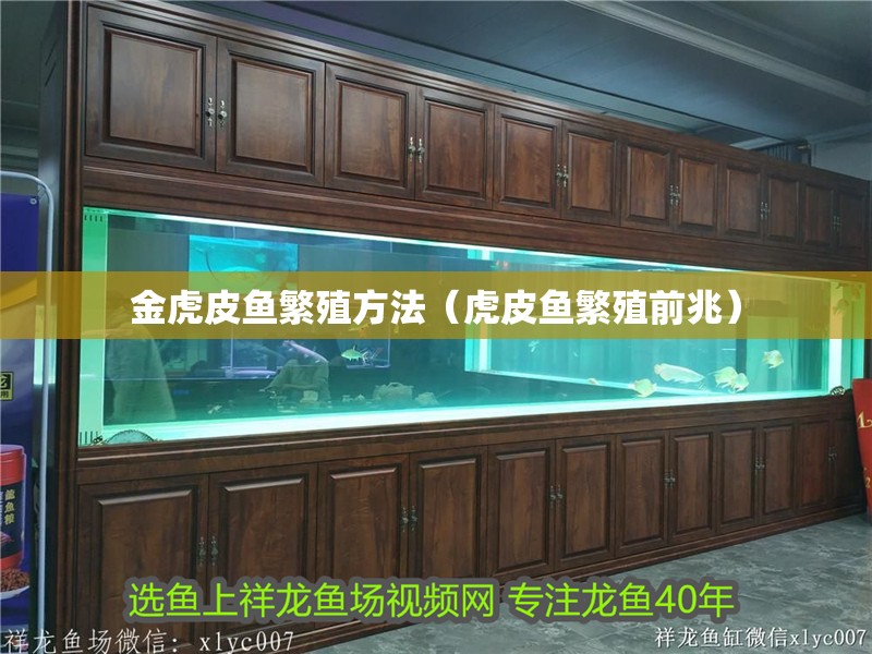 金虎皮魚繁殖方法（虎皮魚繁殖前兆）