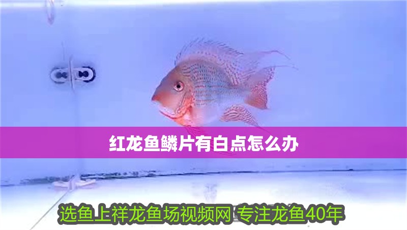 紅龍魚鱗片有白點怎么辦