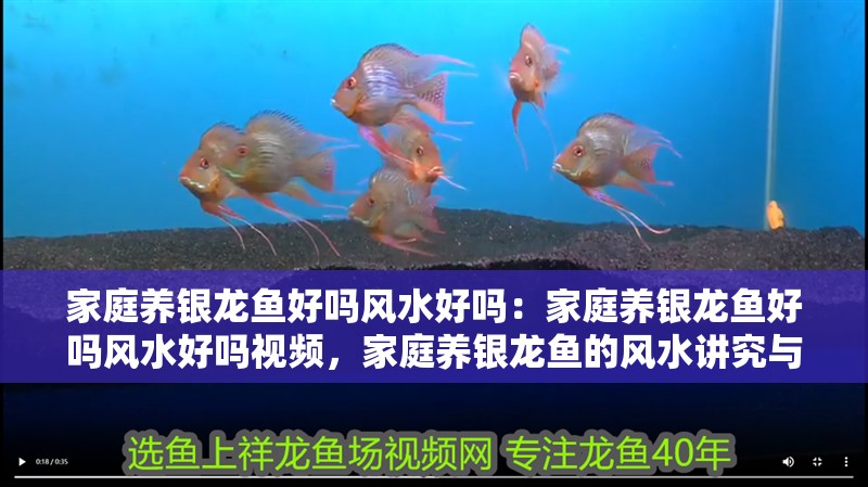 家庭養銀龍魚好嗎風水好嗎：家庭養銀龍魚好嗎風水好嗎視頻，家庭養銀龍魚的風水講究與 家庭養銀龍魚好嗎風水好嗎：家庭養銀龍魚好嗎風水好嗎視頻，家庭養銀龍魚的風水講究與 水族問答