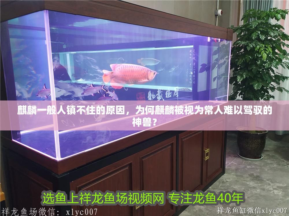 麒麟一般人鎮不住的原因，為何麒麟被視為常人難以駕馭的神獸？ 麒麟一般人鎮不住的原因，為何麒麟被視為常人難以駕馭的神獸？ 龍魚百科 第1張