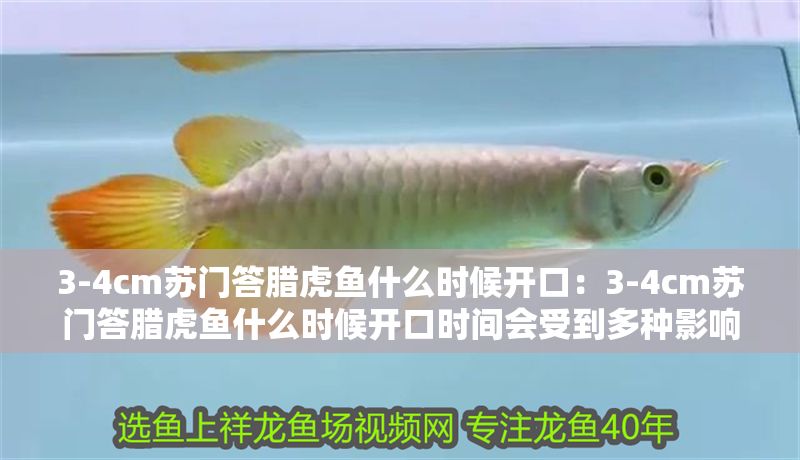 3-4cm蘇門答臘虎魚什么時候開口:3-4cm蘇門答臘虎魚什么時候開口時間會受到多種影響 虎魚百科 第2張 3-4cm蘇門答臘虎魚什么時候開口:3-4cm蘇門答臘虎魚什么時候開口時間會受到多種影響 3-4cm蘇門答臘虎魚什么時候開口:3-4cm蘇門答臘虎魚什么時候開口時間會受到多種影響 虎魚百科 第2張