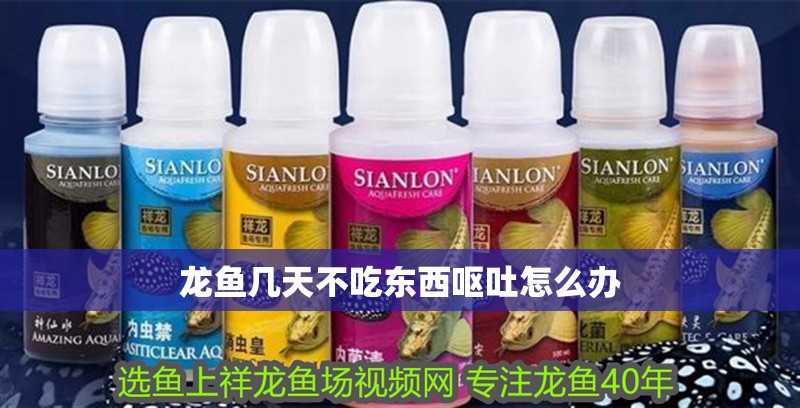 龍魚幾天不吃東西嘔吐怎么辦 龍魚幾天不吃東西嘔吐怎么辦 龍魚百科 第4張