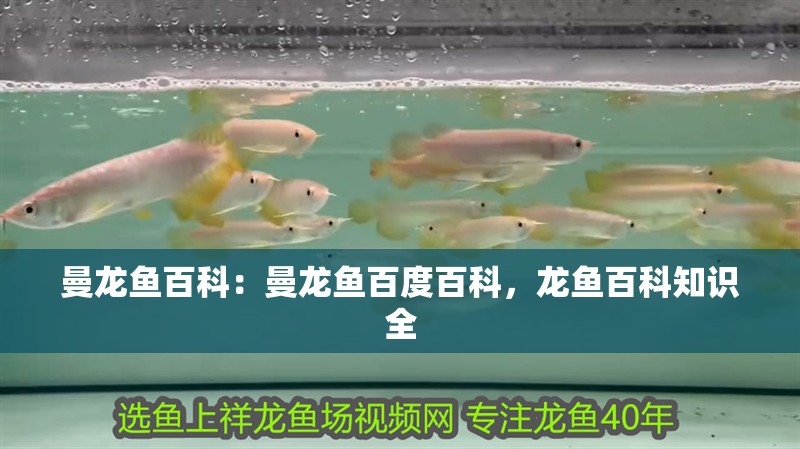 曼龍魚百科：曼龍魚百度百科，龍魚百科知識全 曼龍魚百科：曼龍魚百度百科，龍魚百科知識全 水族問答