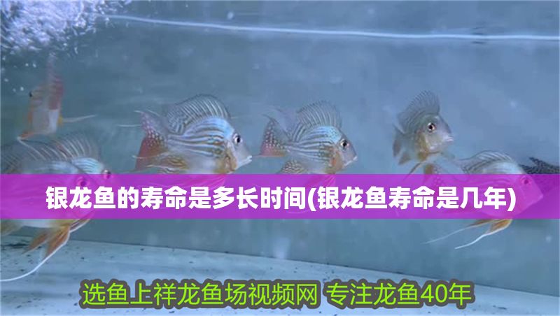 銀龍魚的壽命是多長時間(銀龍魚壽命是幾年)