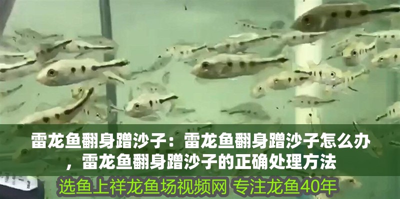 雷龍魚翻身蹭沙子:雷龍魚翻身蹭沙子怎么辦,雷龍魚翻身蹭沙子的正確處理方法 水族問答 雷龍魚翻身蹭沙子:雷龍魚翻身蹭沙子怎么辦,雷龍魚翻身蹭沙子的正確處理方法 雷龍魚翻身蹭沙子:雷龍魚翻身蹭沙子怎么辦,雷龍魚翻身蹭沙子的正確處理方法 水族問答