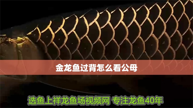 金龍魚過背怎么看公母