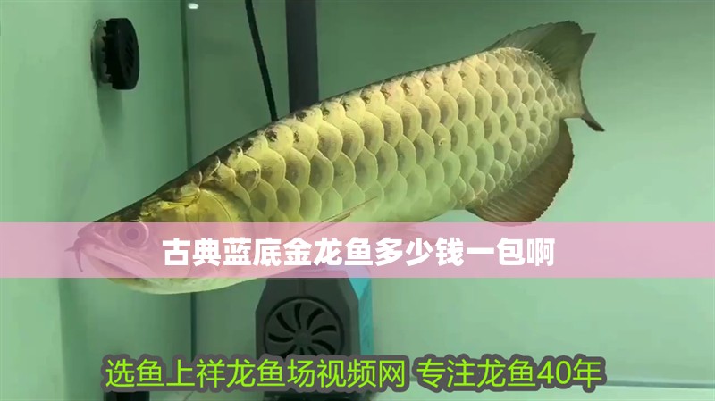 古典藍底金龍魚多少錢一包啊 古典藍底金龍魚多少錢一包啊 龍魚百科 第2張