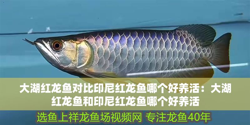 大湖紅龍魚對比印尼紅龍魚哪個好養活：大湖紅龍魚和印尼紅龍魚哪個好養活