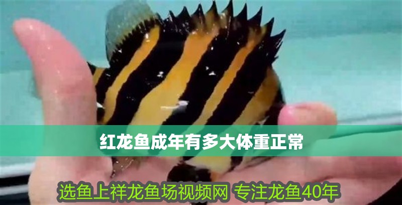 紅龍魚成年有多大體重正常