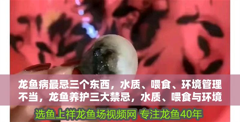 龍魚病最忌三個東西，水質(zhì)、喂食、環(huán)境管理不當(dāng)，龍魚養(yǎng)護三大禁忌，水質(zhì)、喂食與環(huán)境管理不當(dāng)