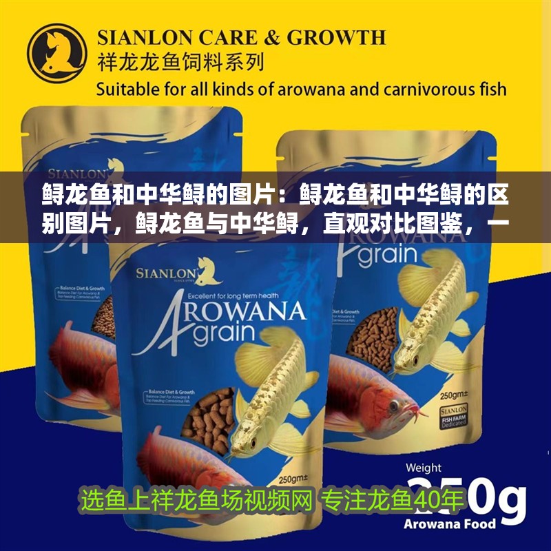 鱘龍魚和中華鱘的圖片：鱘龍魚和中華鱘的區(qū)別圖片，鱘龍魚與中華鱘，直觀對(duì)比圖鑒，一秒辨識(shí)